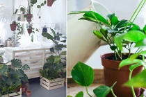 4 lỗi sai trầm trọng khi trồng cây trong nhà cần bỏ kẻo hao tài của