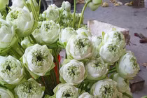 Sen quan âm đi máy bay ra Hà Nội