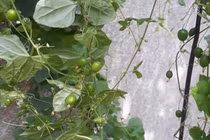 Loại cây mọc dại bờ rào bất ngờ được thu mua với giá cao