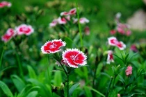 Sinh vào ngày Âm lịch này, trong tháng 12, thành công đến tới tấp