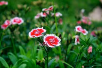 Sinh vào ngày Âm lịch này, trong tháng 12, thành công đến tới tấp