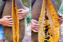 Xẻ quả mít siêu khủng, chàng trai khiến CĐM trầm trồ vì thứ bên trong