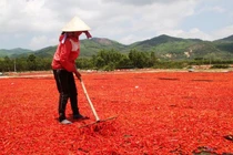 Ớt rớt giá 50 lần, bán 1kg không mua nổi gói mì tôm loại trung bình