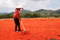 Ớt rớt giá 50 lần, bán 1kg không mua nổi gói mì tôm loại trung bình
