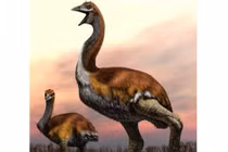 Lời giải cho sự biến mất của loài chim lớn nhất thế giới