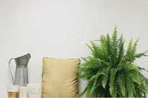 Loại cây trồng trong nhà giúp bạn có giấc ngủ ngon dễ dàng