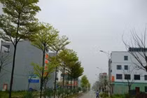 Vỡ nợ, cắt lỗ, cần bán gấp nhà vì COVID-19: Cảnh báo chiêu trò mới!