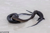 Video: Kinh dị cảnh rắn độc ăn thịt thằn lằn khổng lồ giữa bãi biển