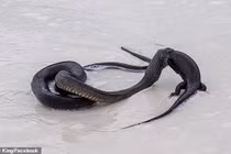 Video: Kinh dị cảnh rắn độc ăn thịt thằn lằn khổng lồ giữa bãi biển