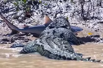 Video: Cá mập bơi lạc bị cá sấu khổng lồ xơi tái