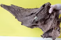 Trang trí nhà sang xịn nhờ chậu cây được làm từ... gốc cây khô