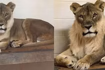 Kỳ lạ sư tử cái 18 tuổi mọc bờm như con đực