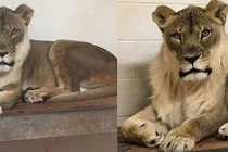 Kỳ lạ sư tử cái 18 tuổi mọc bờm như con đực