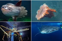 Những loài động vật nào "khủng" nhất dưới đại dương?