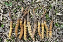 Sốc khi biết sự thật về công dụng của đông trùng hạ thảo