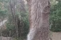 Video: Hãi hùng "binh đoàn" sâu nghìn con "hành quân" trên cây