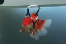 Video: Chú cá vàng 'đi xe lăn' vì mắc bệnh lạ