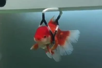 Video: Chú cá vàng 'đi xe lăn' vì mắc bệnh lạ