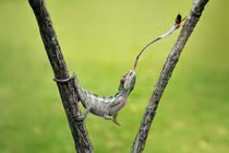 Bật mí những sự thật bất ngờ về các loài động vật