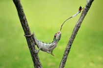 Bật mí những sự thật bất ngờ về các loài động vật