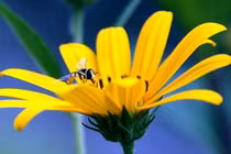 Trẻ sinh vào 5 ngày Âm lịch này, hiếu thảo lại tài năng ngút trời 