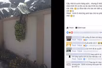 Buồng chuối khiến cư dân mạng biến thành "người khó xử"