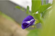 Cứ cãi nhau với vợ là chồng bỏ về nhà bố mẹ đẻ