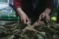 Sâm Ngọc Linh tiền tỷ: Tưởng vớ bở hóa ra vớ phải sâm Trung Quốc