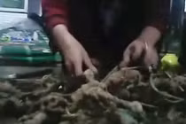 Sâm Ngọc Linh tiền tỷ: Tưởng vớ bở hóa ra vớ phải sâm Trung Quốc