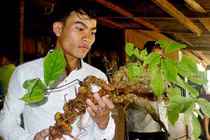 Mánh khóe thổi giá lừa sâm Ngọc Linh khổng lồ giá tiền tỷ