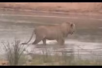 Video: Sư tử lội sông, bị "sát thủ vô hình" chồm lên tấn công