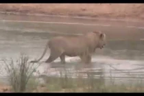 Video: Sư tử lội sông, bị "sát thủ vô hình" chồm lên tấn công
