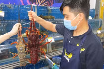 Loại tôm hùm khổng lồ ngon nhất thế giới đổ bộ Việt Nam