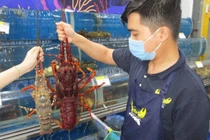 Loại tôm hùm khổng lồ ngon nhất thế giới đổ bộ Việt Nam
