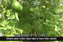 Video: Độc đáo vườn treo dưa hấu tí hon ở Hàn Quốc