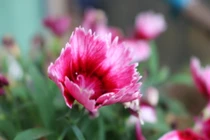 Uống say, bạn trai đưa vào nhà nghỉ, rồi chốt cửa đi về