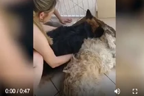 Video: Chú chó khóc nghẹn, không chịu rời đi vì tưởng bạn mình đã chết