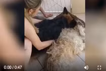 Video: Chú chó khóc nghẹn, không chịu rời đi vì tưởng bạn mình đã chết