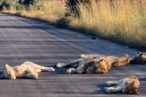 Vườn quốc gia bị phong tỏa, sư tử tràn ra đường nhựa ngủ say sưa