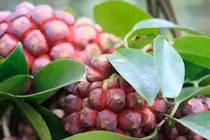 Na rừng vừa tốt vừa hiếm, giá tới 600.000/kg