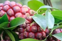 Na rừng vừa tốt vừa hiếm, giá tới 600.000/kg