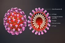 Australia chụp hình 3D virus SARS-COV-2 hỗ trợ chế tạo vắcxin