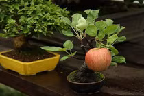 Ngắm chậu bonsai mini siêu đẹp hút khách dùng trang trí nhà dịp Tết
