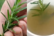 4 loại lá càng dùng cơ thể càng thơm ngát: Không cần nước hoa
