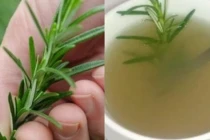 4 loại lá càng dùng cơ thể càng thơm ngát: Không cần nước hoa