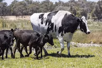 Video: Cận cảnh chú bò khổng lồ nặng tới 1.4 tấn