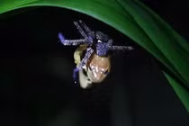 Video: Cận cảnh nhện tím hạ sát ếch vàng