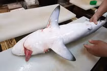 Video: Chế biến cá mập thành bốn món cực ngon