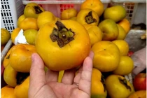 Nhận diện hồng Đà Lạt: Đừng nhầm với hồng Trung Quốc