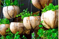 Các ý tưởng trồng cây xanh cực chất trong nhà